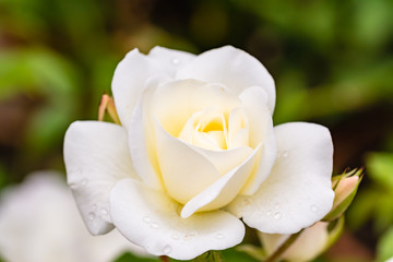 White rose with rain drops close up