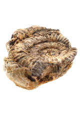 ammonites fossil isolated
