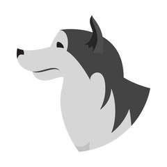 Dog head alaskan malamute