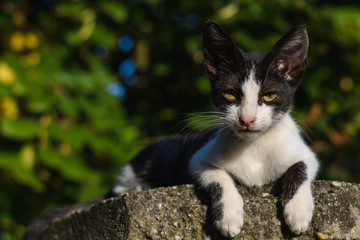 Black and white kitten, selective focus