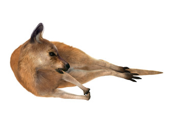 3D Rendering Kangaroo on White