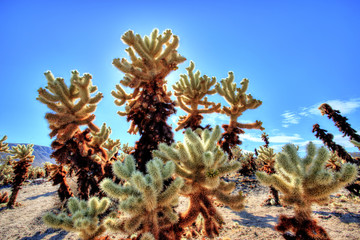 Cholla Cactus Garden at Joshua Tree National Park, California, USA