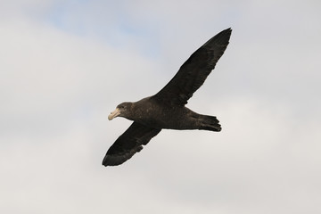 Pétrel géant, Macronectes giganteus, Ile Gough, Archipel Tristan da Cunha
