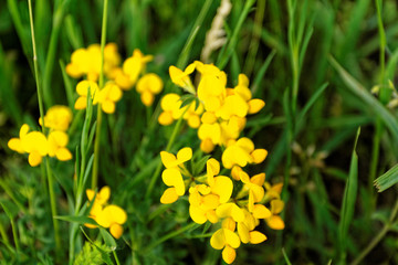 Obraz premium Yellow flower
