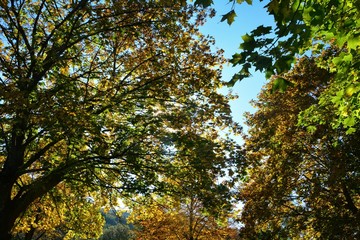 Bunte Herbstblätter auf Baumkronen mit Himmel 