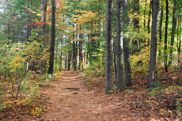 Fototapeta premium szlak z opadłych liści w jesiennym lesie