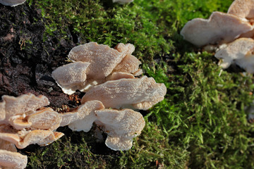 mushrooms on a tree trunk