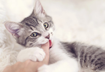 Cute kitten biting a finger
