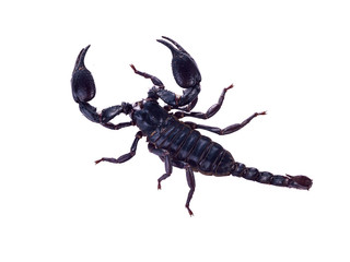 scorpion isolated on white background