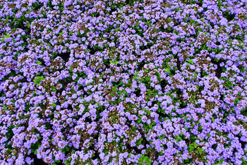 Obraz premium Flowers Ageratum