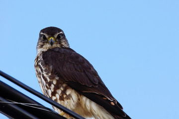 Merlin looking at camera