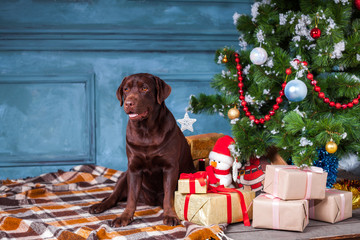 The black labrador retriever sitting with gifts on Christmas decorations background