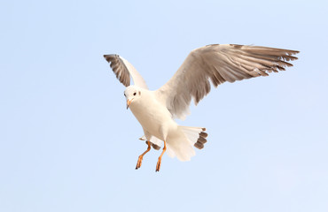 Seagulls fly in the sky at Bang Pu,Thailand.