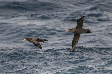 Pétrel géant, Macronectes giganteus, Ile Gough, Archipel Tristan da Cunha