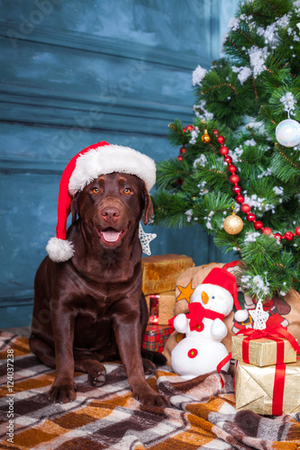 the black labrador retriever sitting with gifts on christmas decorations background - Black Lab Christmas Decor the black labrador retriever sitting with gifts on christmas decorations background - Black Lab Christmas Decor