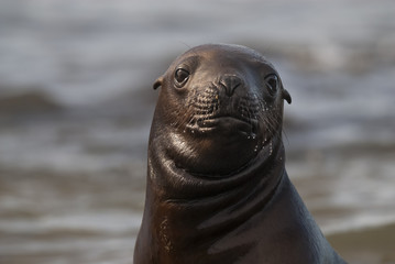Obraz premium SOUTH AMERICAN SEA LION pup,Peninsula Valdez, Chubut,Patagonia ,Argentina