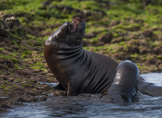 Fototapeta premium SOUTH AMERICAN SEA LION pup,Peninsula Valdez, Chubut,Patagonia ,Argentina