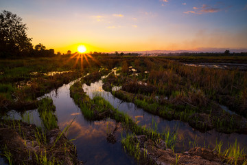 Sunset at paddy field, farm