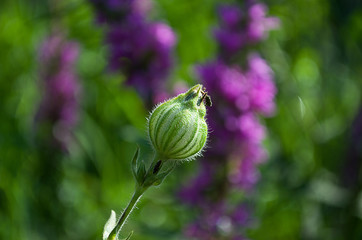 Wildflowers