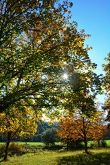 Herbstliche Landschaft mit Bäumen, blauem Himmel und strahlende Sonne