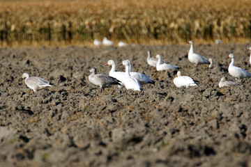 Snow geese in plowed field