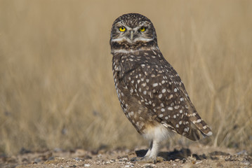 Athene cunicularia, Burrowing Owl , Peninsula Valdez,CHUBUT, Patagonia Argentina