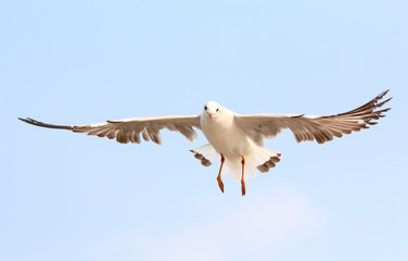 Seagulls fly in the sky at Bang Pu,Thailand.