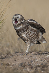 Athene cunicularia, Burrowing Owl , Peninsula Valdez,CHUBUT, Patagonia Argentina