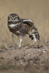 Athene cunicularia, Burrowing Owl , Peninsula Valdez,CHUBUT, Patagonia Argentina
