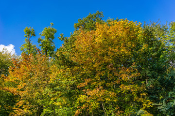 Herbst im Wald mit farbenfrohem Laub

