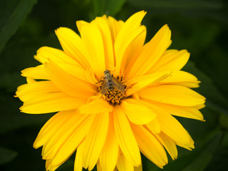 insecto posado en una flor amarilla , Suiza verano de 2016 OLYMPUS DIGITAL CAMERA