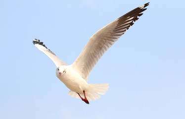 Seagulls fly in the sky at Bang Pu,Thailand.