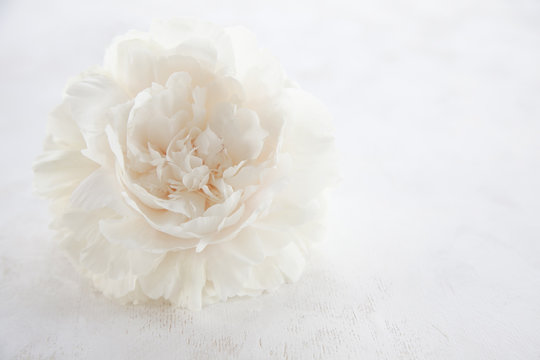 Fototapeta A pastel peony flower on shabby wooden desk. Selective focus. Romantic postcard. 