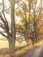 Autumnal motif with countryside road 