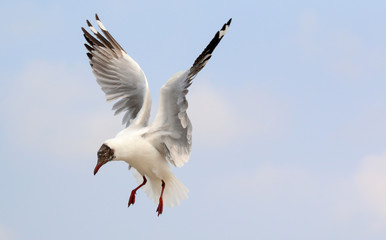 Fototapeta na wymiar Seagulls fly in the sky at Bang Pu,Thailand.
