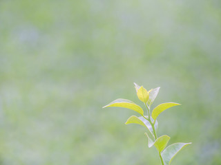Vintage tone of plant and blurry nature background