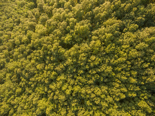 Top view of the tops of deciduous trees.
