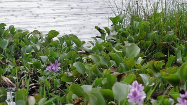 Green leafy plants with purple flowers in water, Muttom, Tamil Nadu, India..