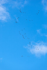 Flock of cranes
