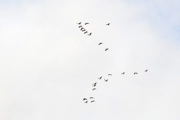 Cranes in the sky