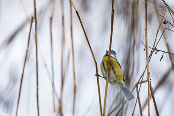 Blue Tit
