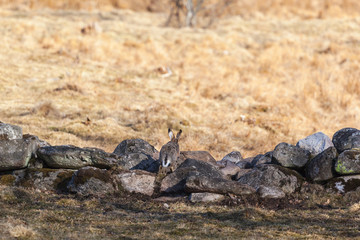 Hare