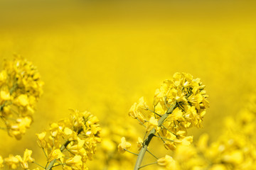 Fototapeta premium Colza field