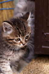 Beautiful tabby kitten