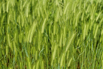 Fototapeta na wymiar Green grain