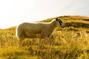 Sheep in sunny meadow