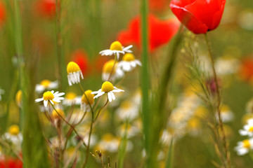 Wild flowers