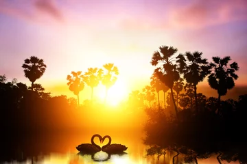 Fotobehang Zwaan beautiful black swan in heart shape on lake sunset .Love bird concept