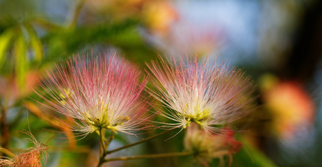 Flowers of acacia