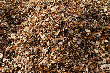 Autumn leaves